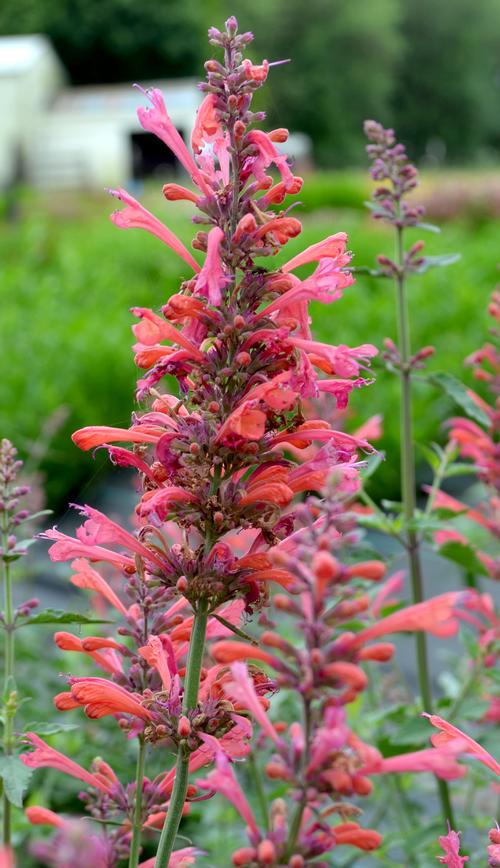 Anise hyssop Agastache Kudos™ Coral from Growing Colors