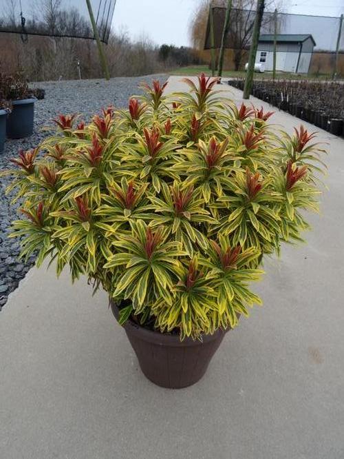 Spurge Euphorbia x martinii Ascot Rainbow from Growing Colors