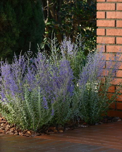 Russian Sage Perovskia atriplicifolia Blue Steel from Growing Colors