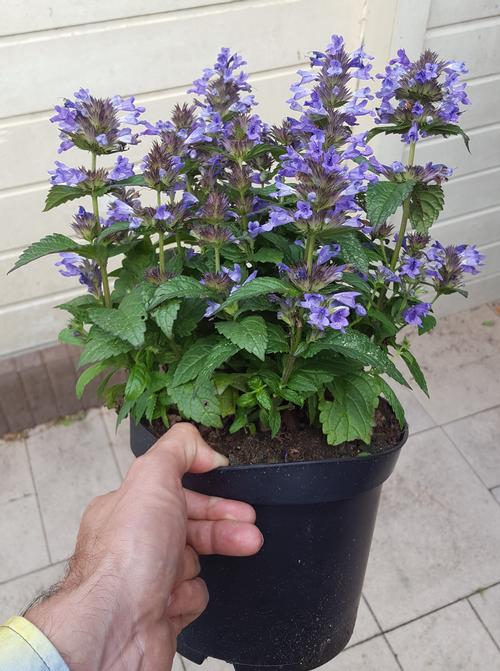 Catmint Nepeta Neptune from Growing Colors