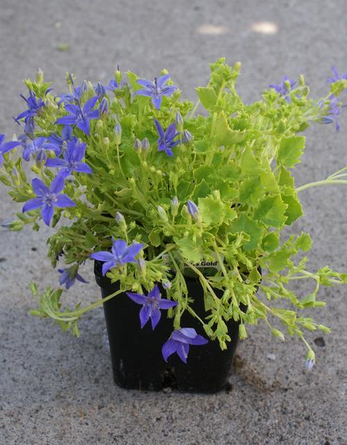 Golden Bellflower Campanula garganica Dickson's Gold from Growing Colors