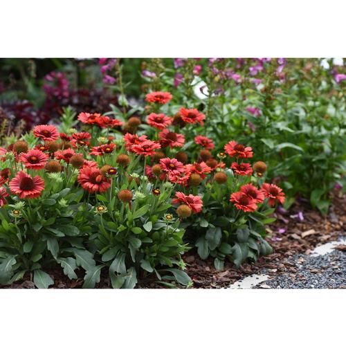 Blanket Flower Gaillardia aristata Spintop Red from Growing Colors
