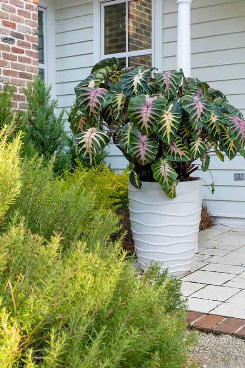 Elephant Ears Elephant Ears Colocasia Royal Hawaiian® Waikiki from