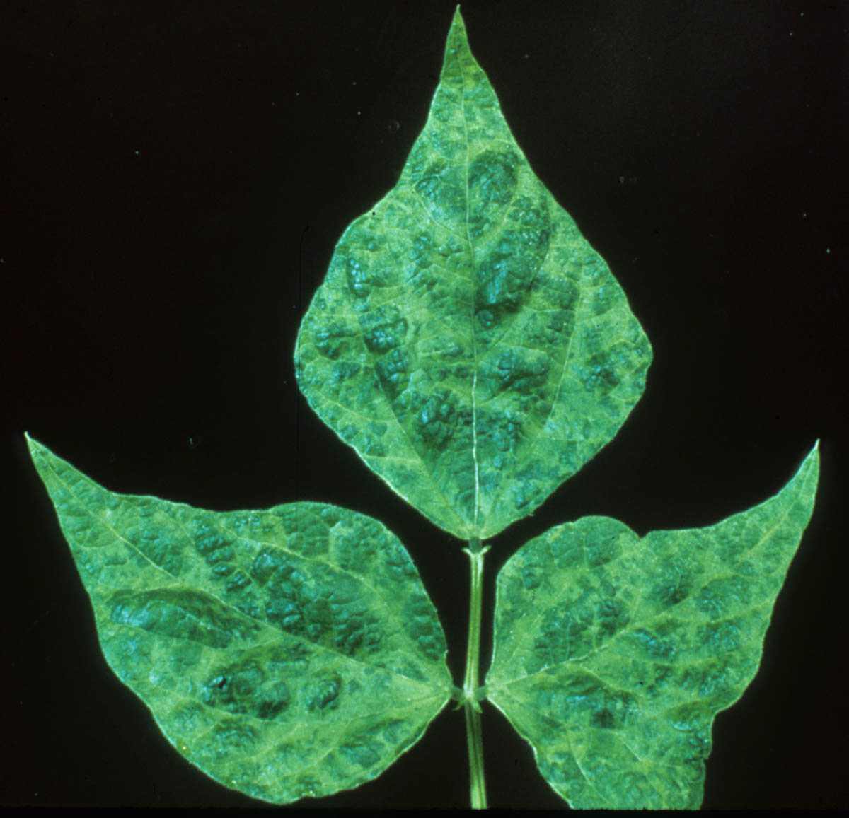 Pest of the Month Yellow Bean Mosaic Virus Growing Produce