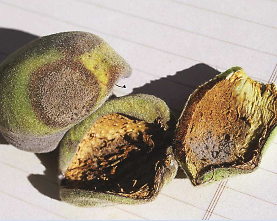 Almond Hull Rot Management Tips Growing Produce