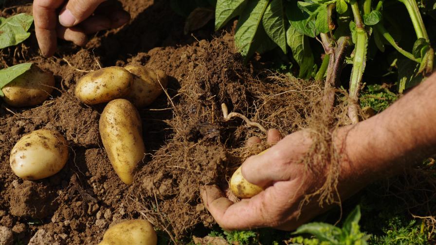 All Vines and No Taters? A Potato Grower's Frustration Growing Produce