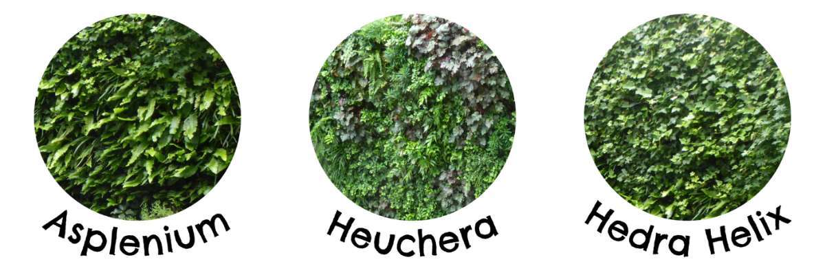 How Plants Improve the Air we Breathe Growing Revolution