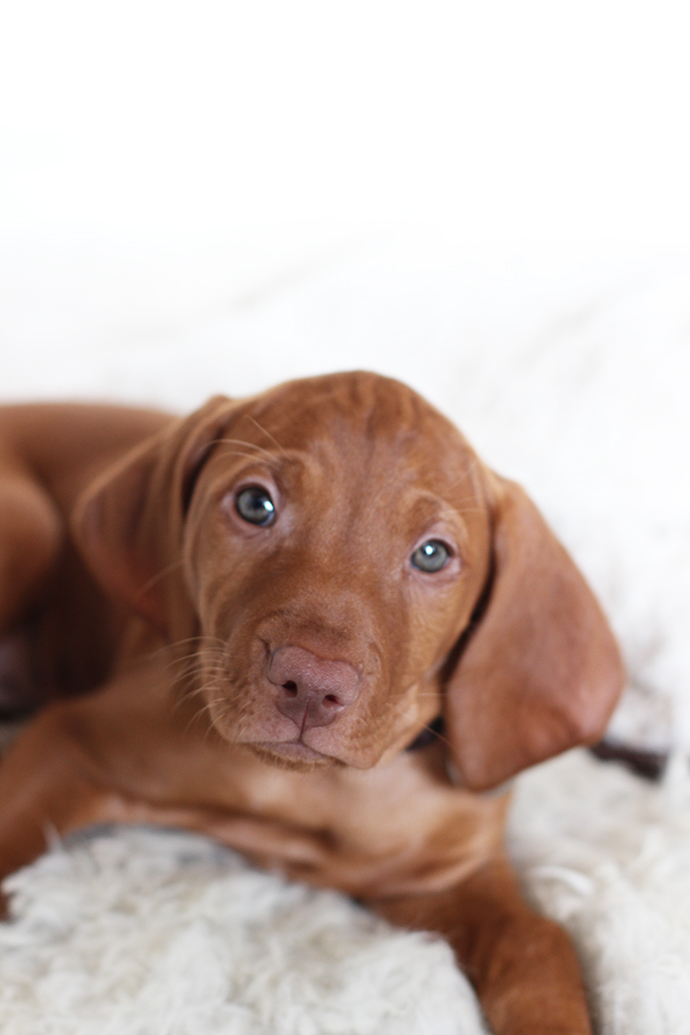 Cute alert! Introducing our new vizsla puppy Lyra Growing Spaces