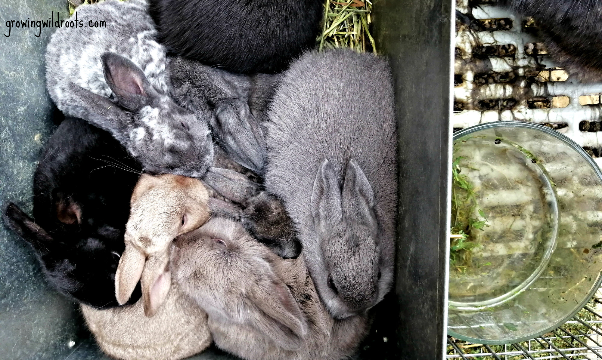 10 Reasons to Keep Rabbits on the Homestead Growing Wild Roots