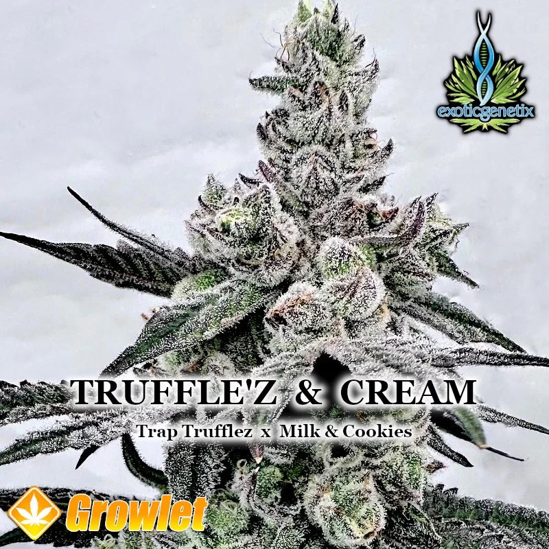 Truffle'z & Cream de Exotic semillas feminizadas Growlet