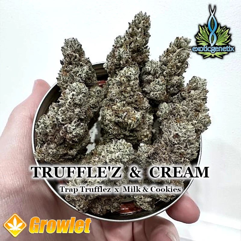 Truffle'z & Cream de Exotic semillas feminizadas Growlet