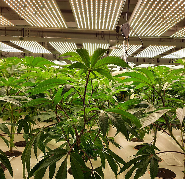 Unravelling the mystery of drooping leaves Grow OpportunityGrow