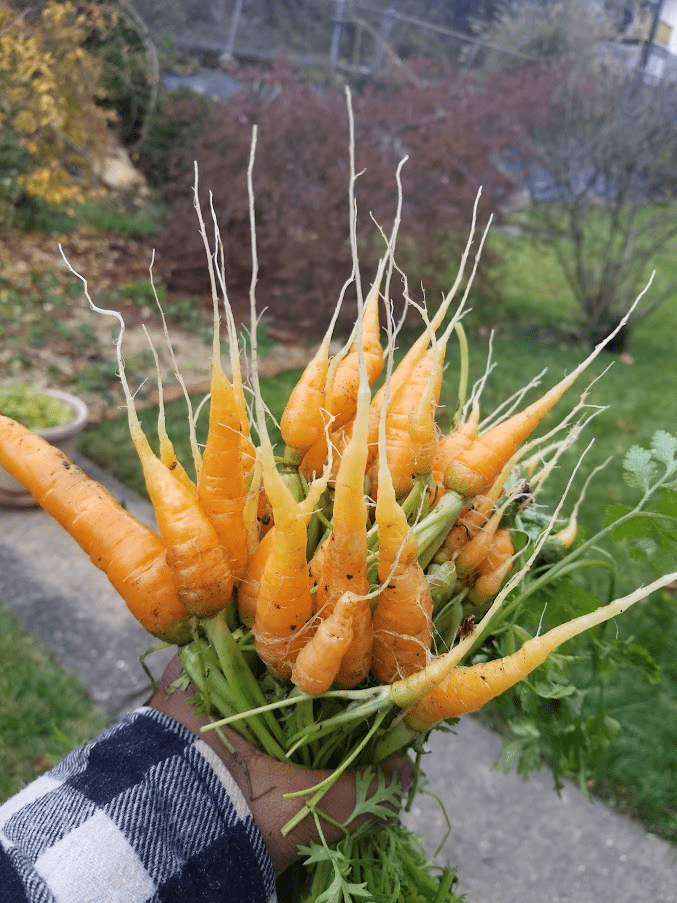 Grower’s Spotlight Mahogany Thaxton Grow Pittsburgh