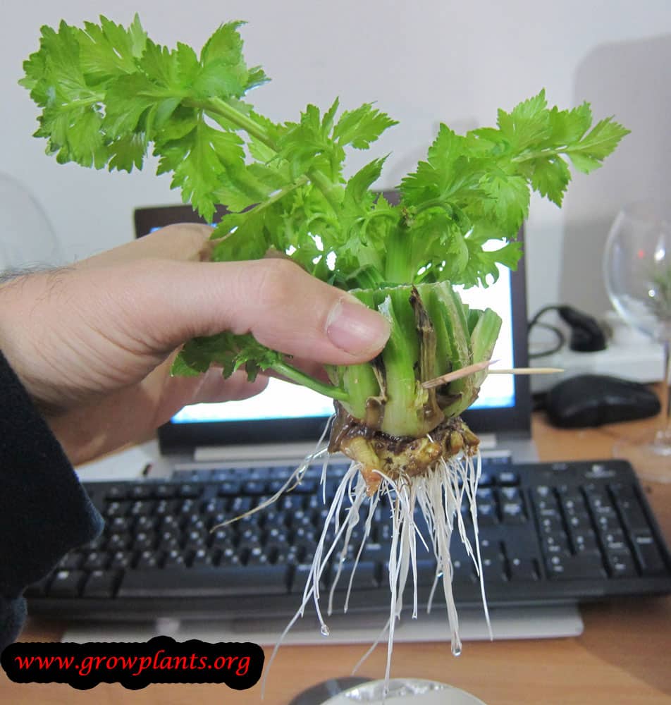 Harvesting the Celery from my Garden YouTube