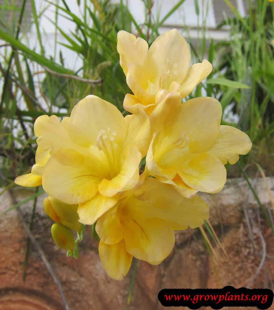 Freesia How to grow & care