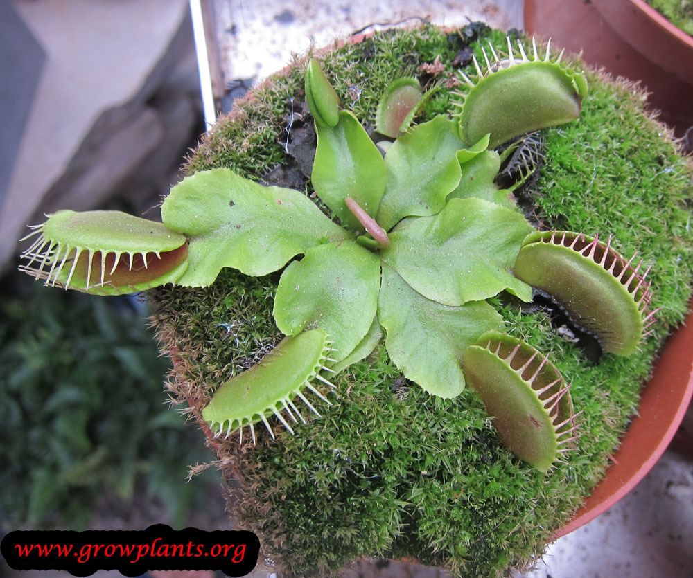 Venus flytrap How to grow & care