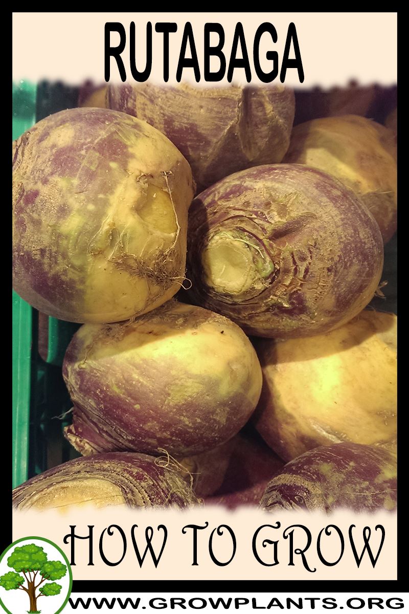 Rutabaga How to grow & care