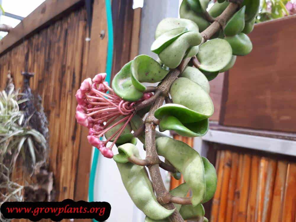 Hoya compacta How to grow & care