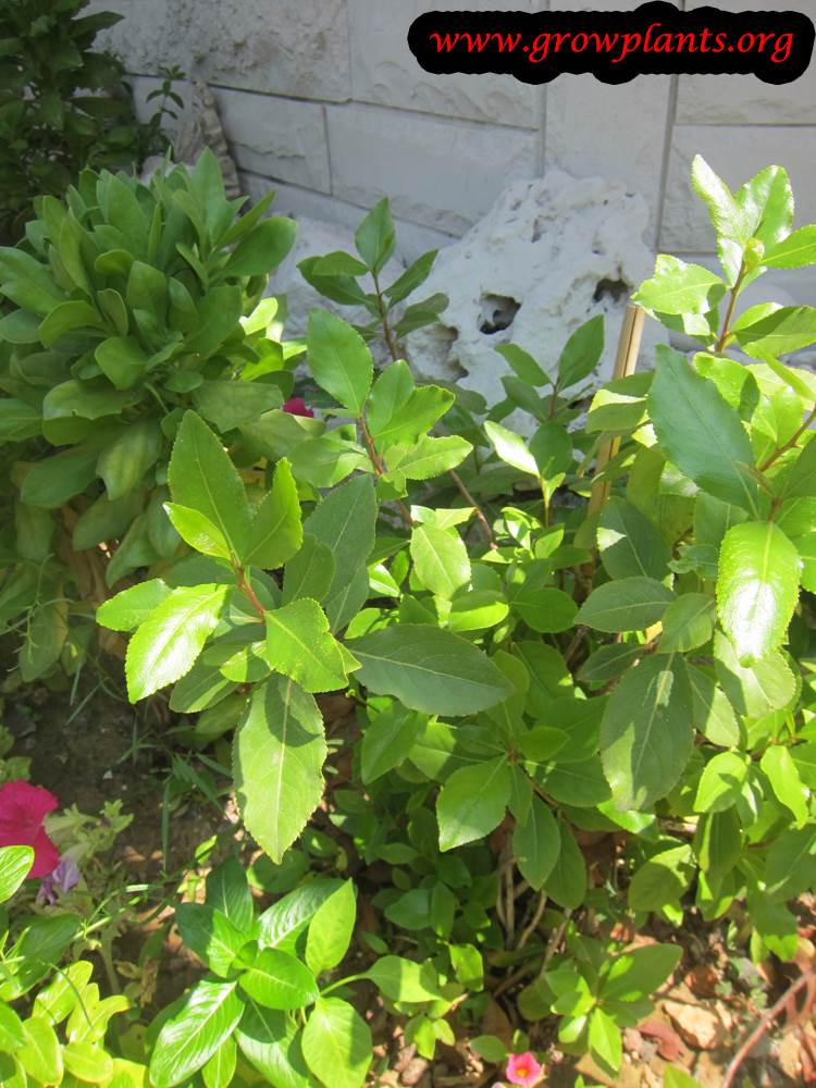 Khat How to grow & care
