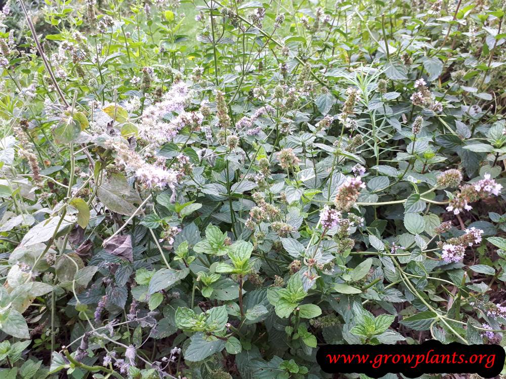 Peppermint plant How to grow & care