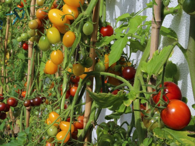 This is achieved by keeping. All You Need To Know About Tomato Seeds Growseed Blog