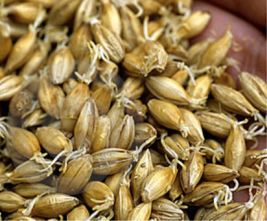 malt définition C'est quoi