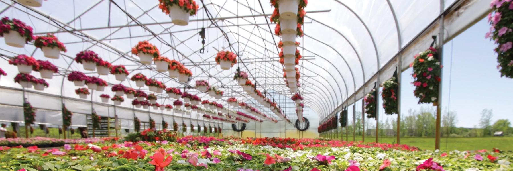 Vegetable & Flower Greenhouses GrowSpan