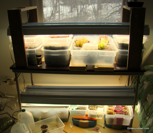 Using the Tray Method to Grow Sundews and other Carnivorous Plants