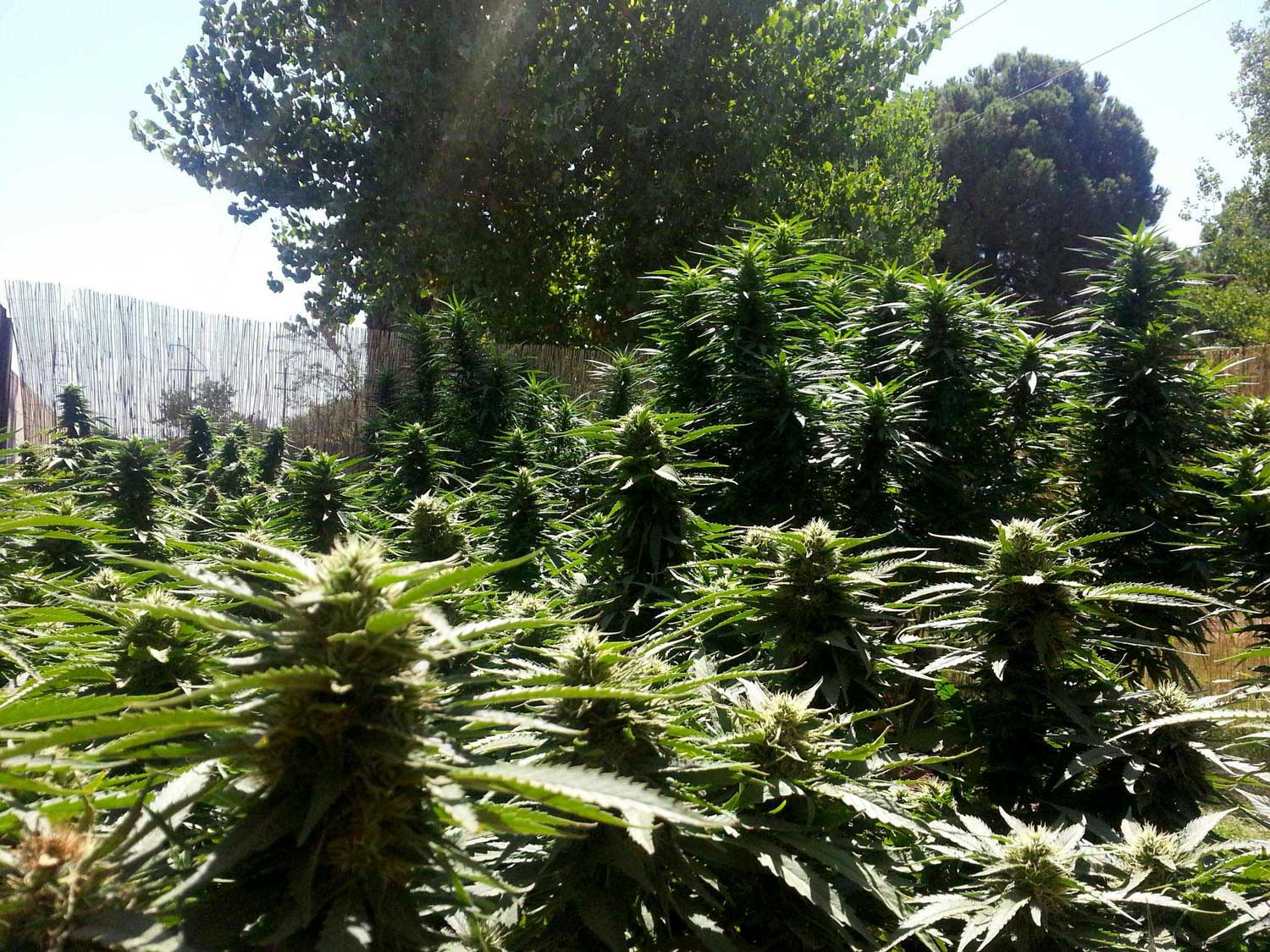 Cannabis Light Periods What do I need to know about marijuana light