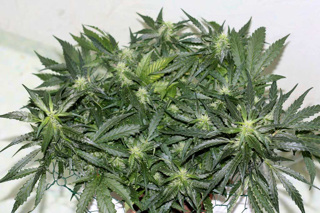 If the recipient is not at the delivery address to receive their flowers, a card will be left, marking the undelivered item as 'perishable' and requesting its collection. How tall will my plant grow? And how long will it take ...