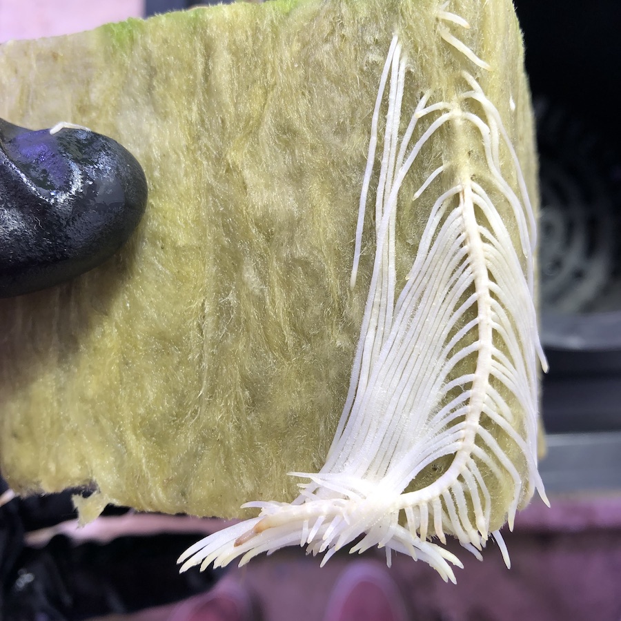 Rockwool Grow Tips GROZINE