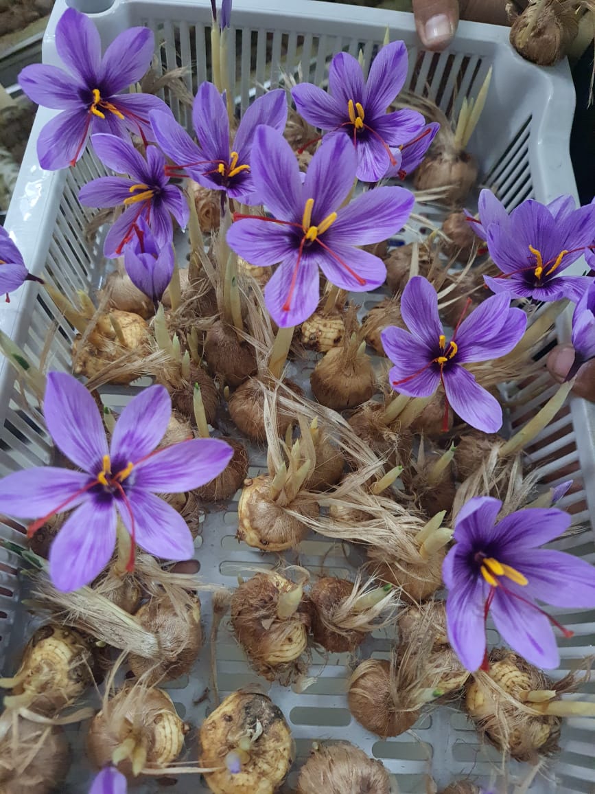 Aeroponics Saffron Farming GROZINE