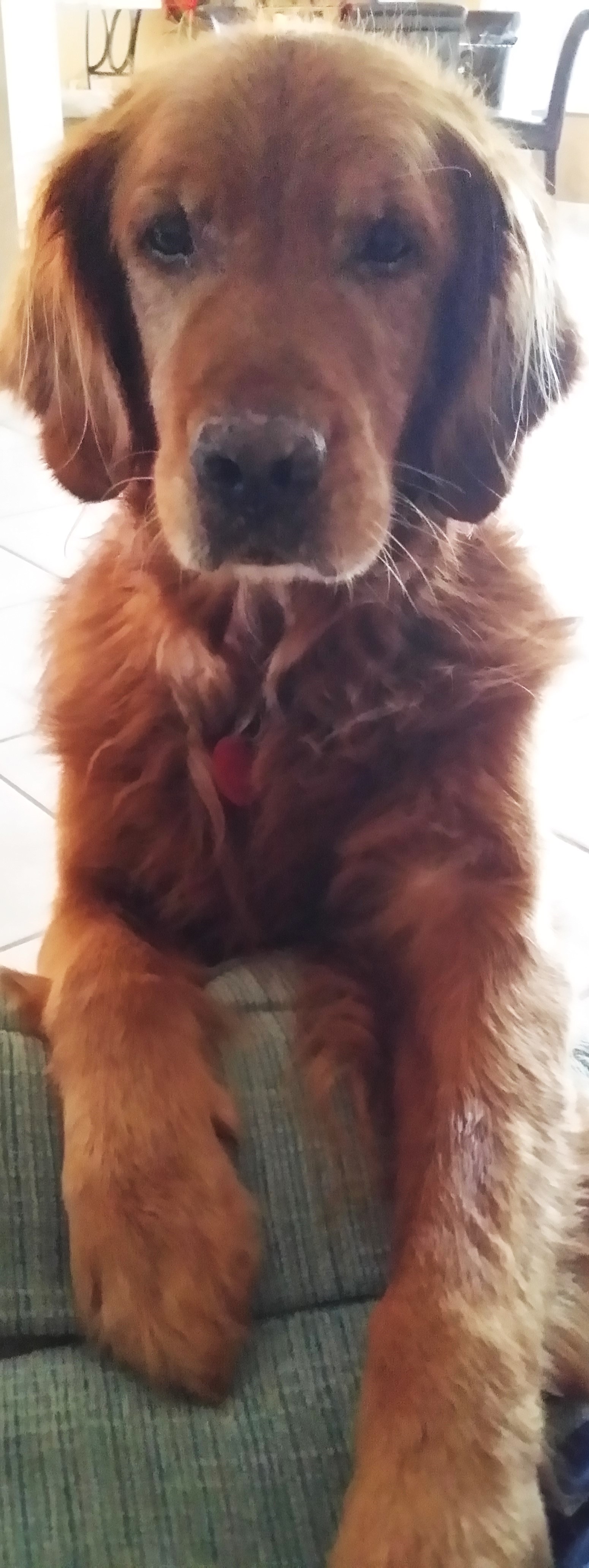 3394OrionArchieIFP Golden Retriever Rescue of Mid Florida