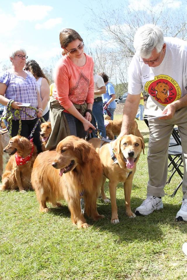 Blessing of the Goldens Golden Retriever Rescue of Mid Florida