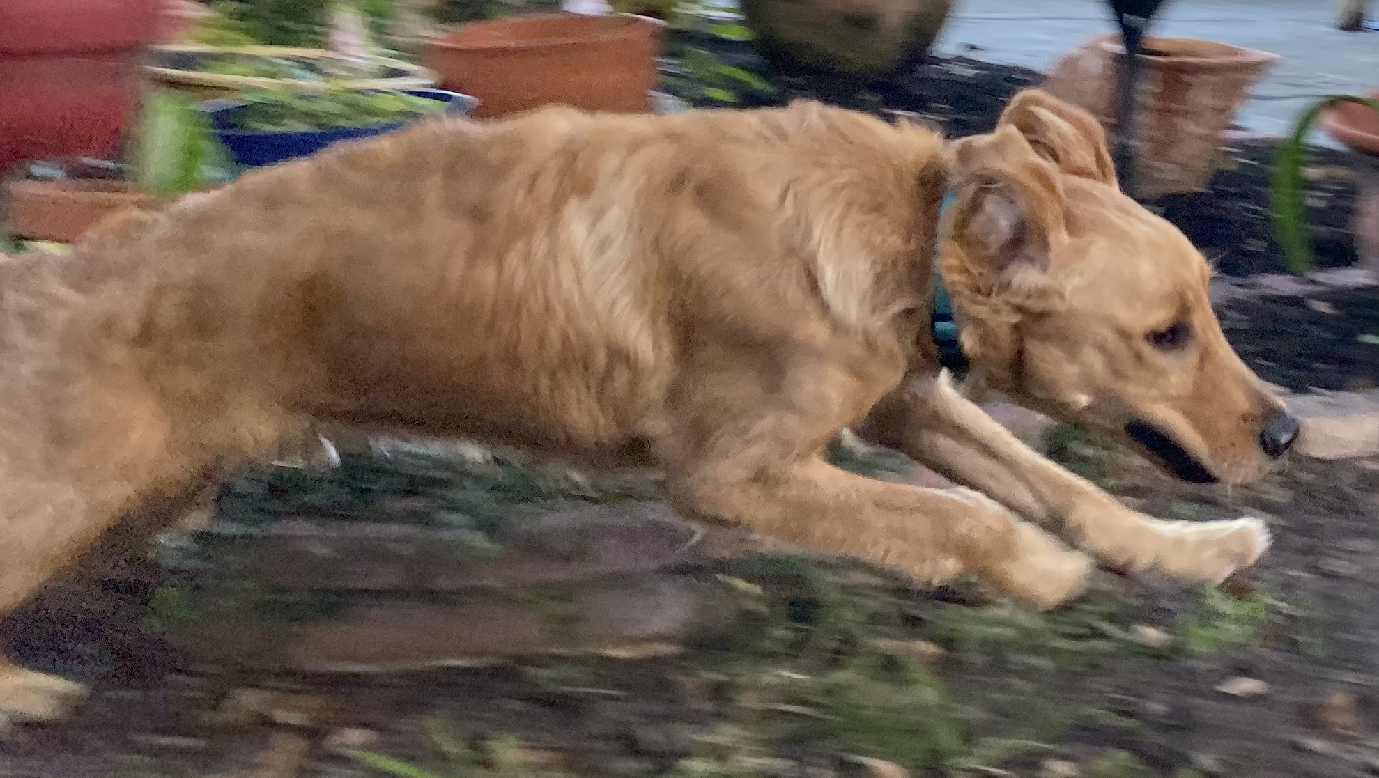 3882HarleyDuke4 Golden Retriever Rescue of Mid Florida