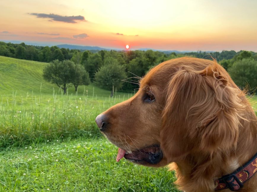occ calendar 2023 2023 Calendar slider 2 Golden Retriever Rescue of Mid Florida