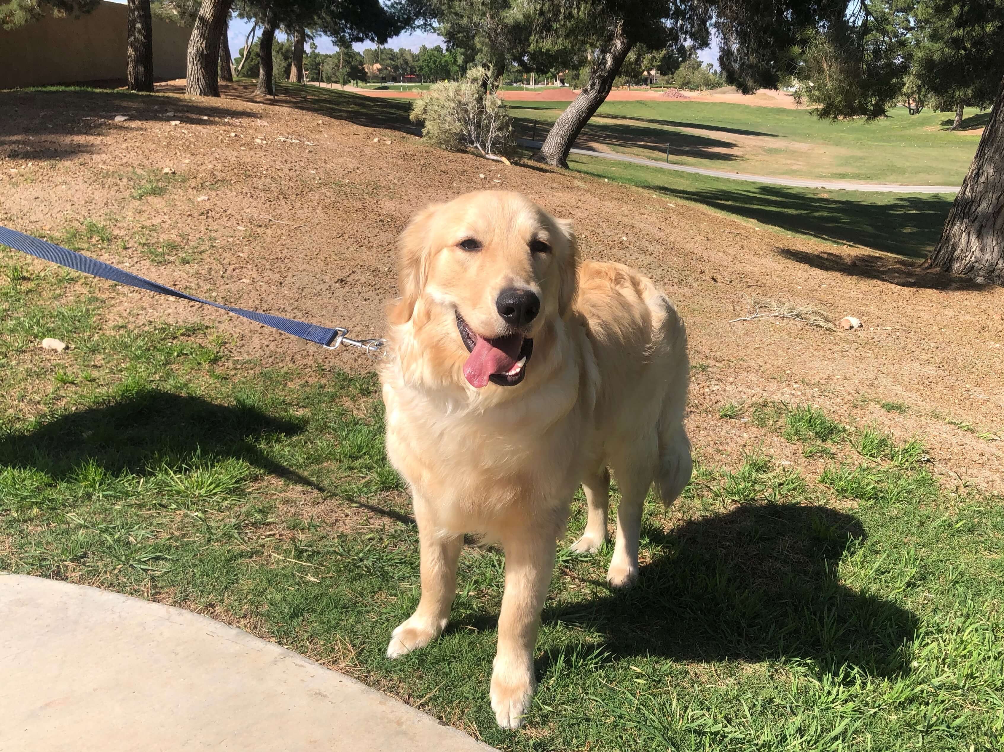GRRSN Golden Retriever Rescue Southern Nevada