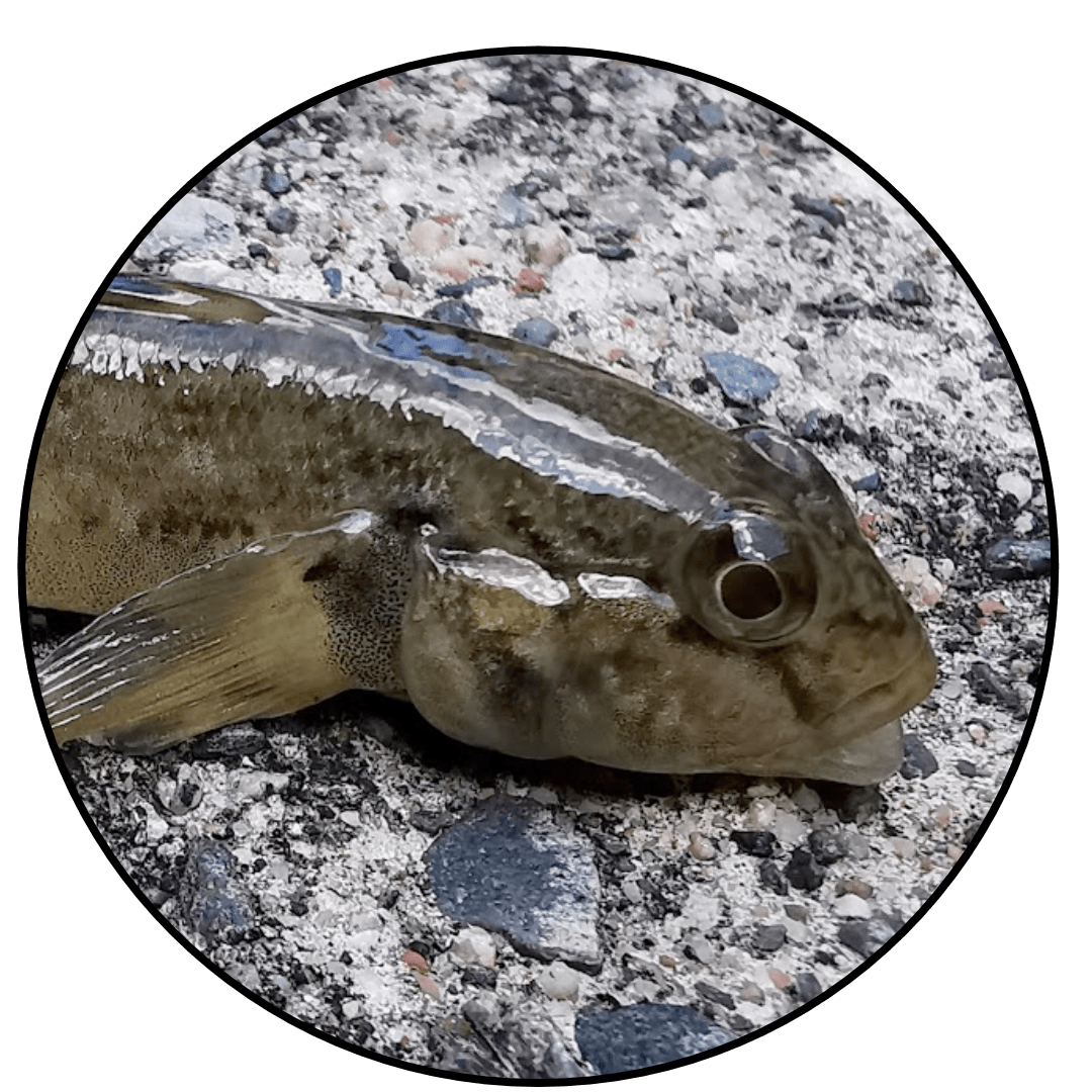 GOBY, GOBY, GOBY What Anglers Need to Know