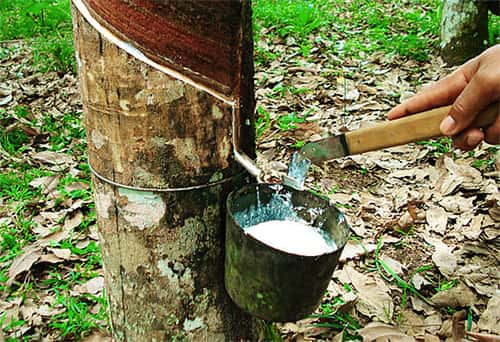 Industrialização da Borracha Saiba Mais! Grupo Escolar