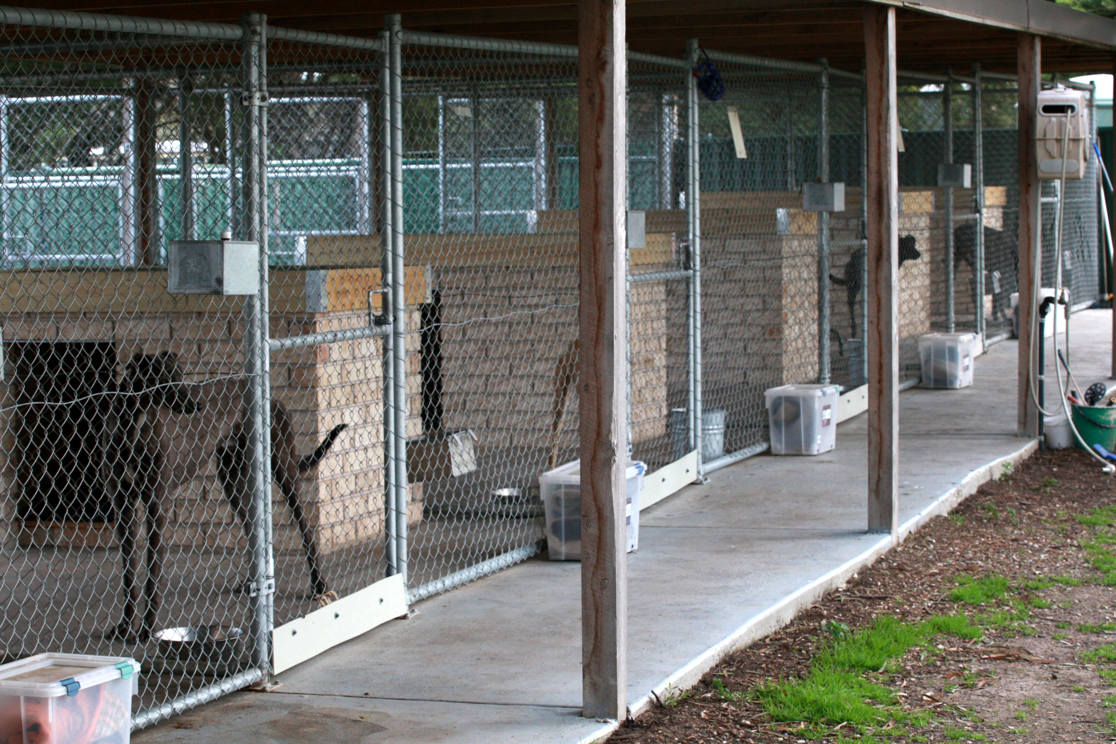 Bendigo Adoption Day postponed due to kennel cough at GAP