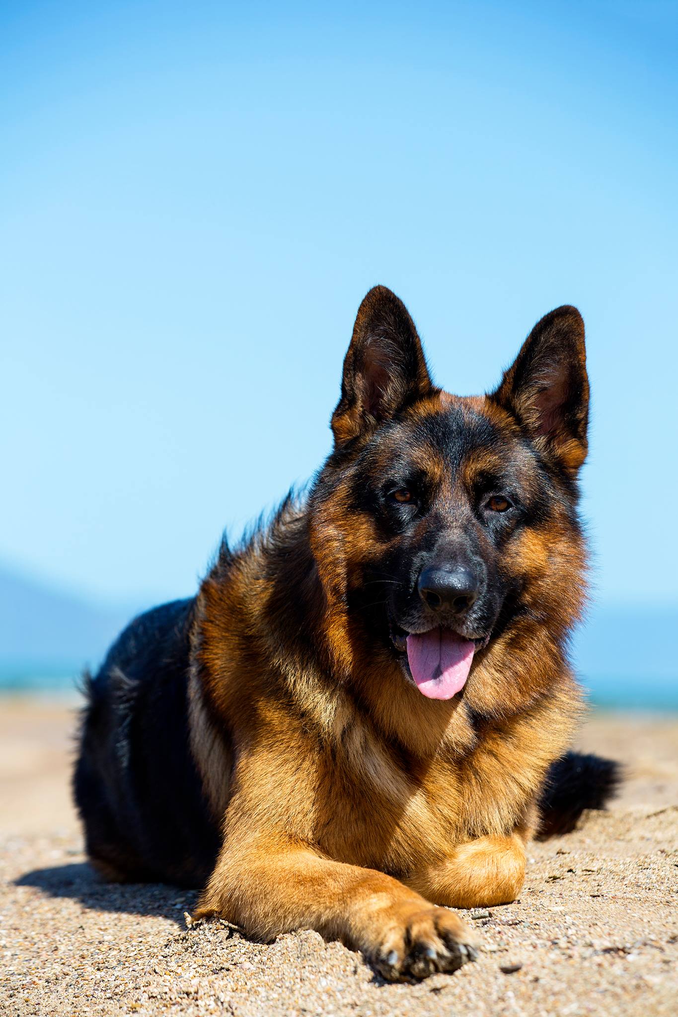 11 German Shepherd Dog Club of Queensland