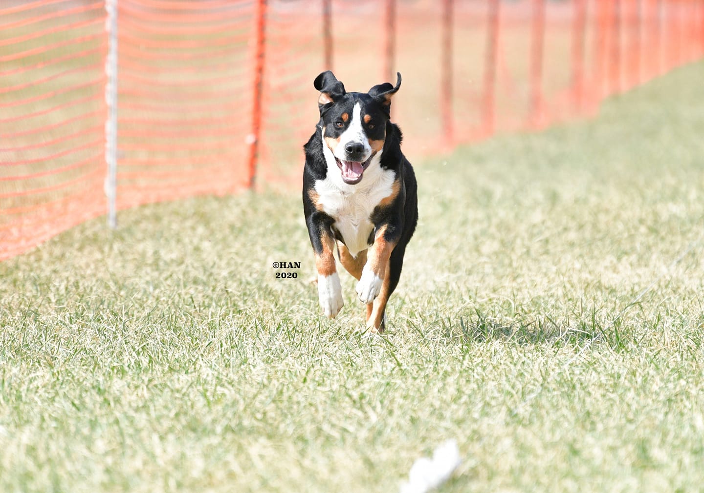 OTHER AKC ACTIVITIES GSMDCA