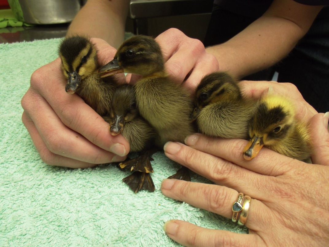 Duck & Duckling Advice GSPCA Guernsey