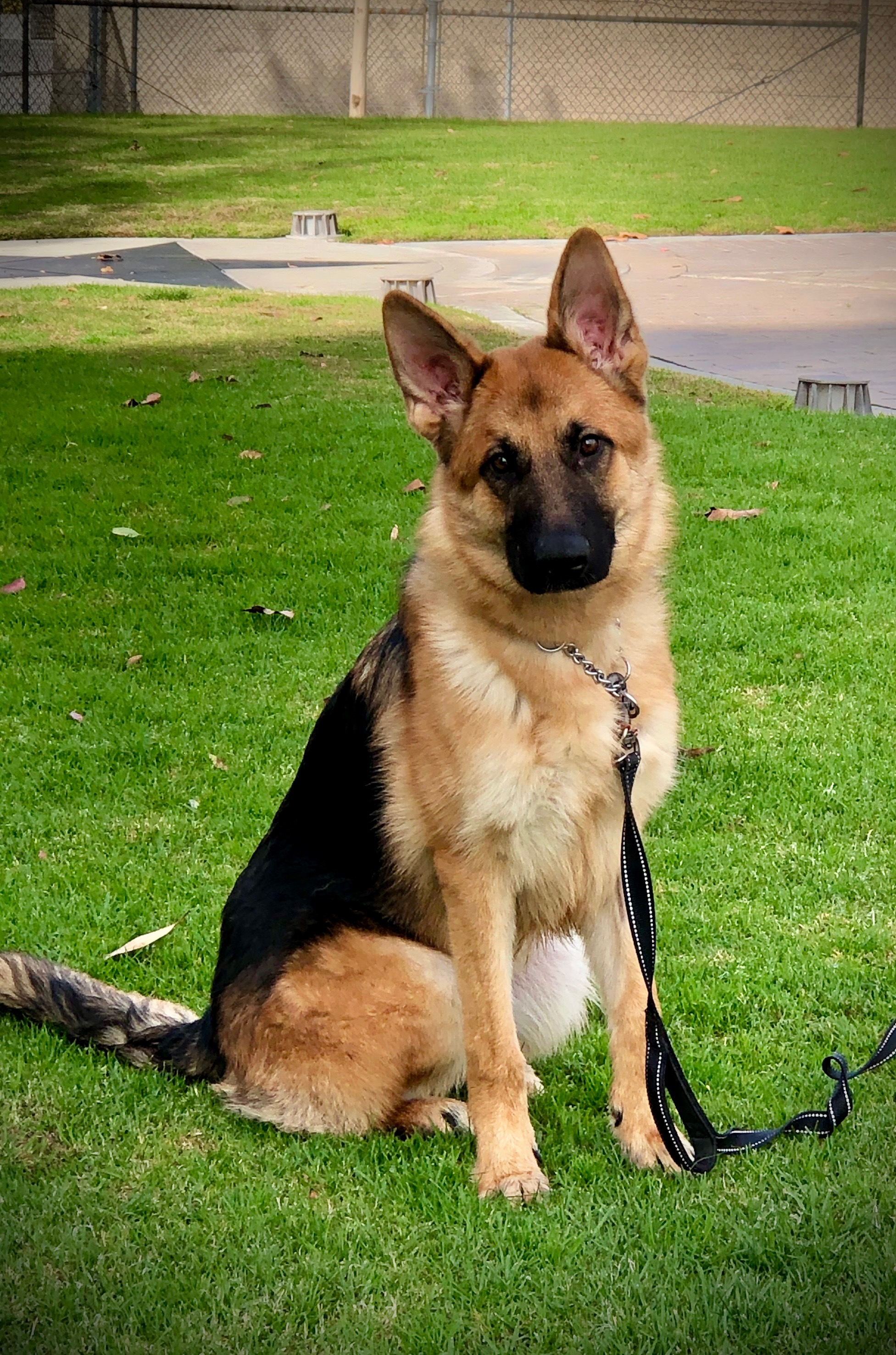 Kyle German Shepherd Rescue of Orange County