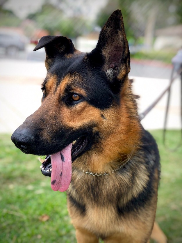 Troy German Shepherd Rescue of Orange County