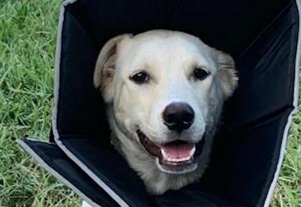 Miso German Shepherd Rescue of Orange County