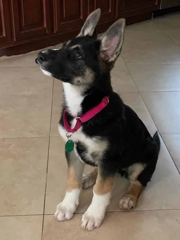 Boots German Shepherd Rescue of Orange County