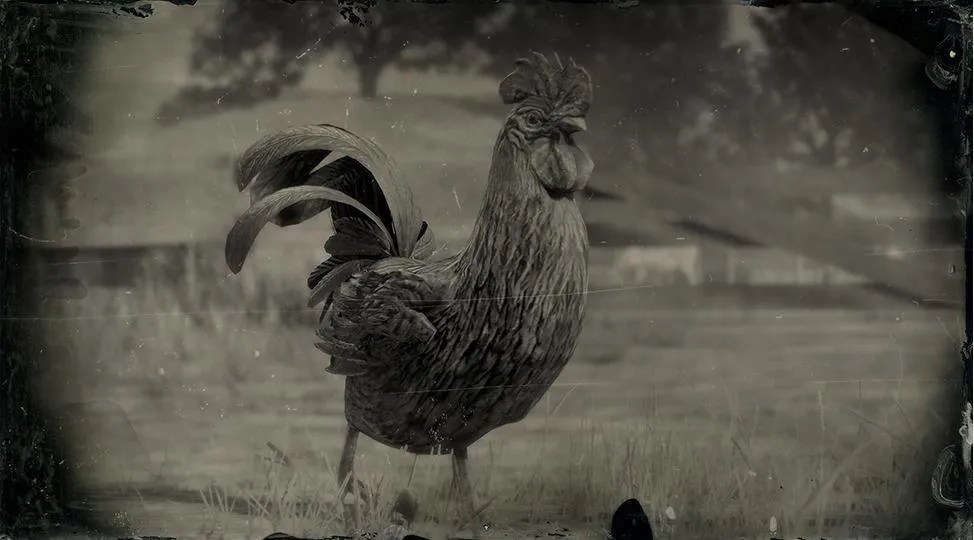 Java Rooster RDR2 Animals Map Location & Where To Find