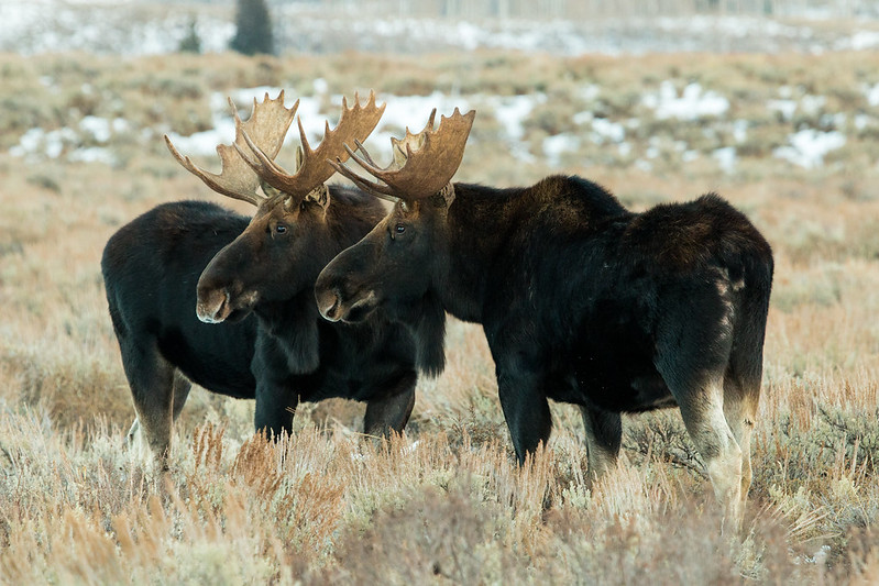 October Wildlife Whereabouts Days Grow Shorter Grand Teton National Park Foundation Jackson, WY