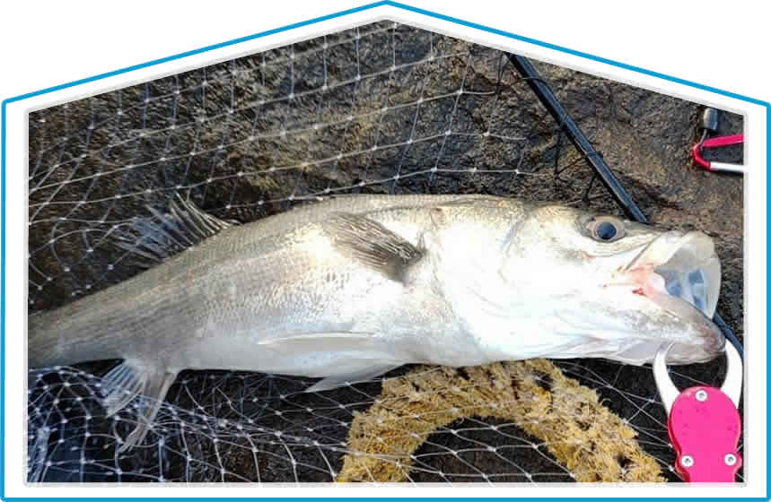 若洲海浜公園の釣り【厳選】魚の付き場を図解 趣味なび